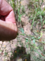 Aeschynomene brevifolia