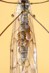 Cheiroseius