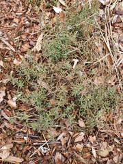Suaeda novae-zelandiae