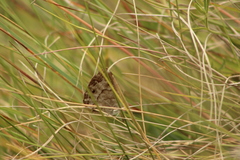 Pseudonympha magoides