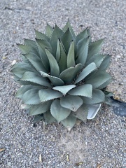 Agave ovatifolia