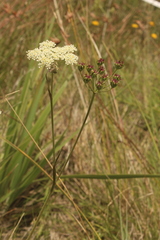 Pimpinella caffra