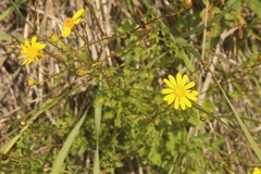 Cineraria lyratiformis