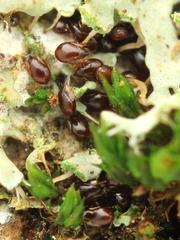 Galumnidae