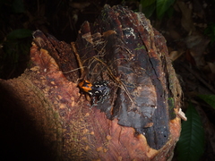 Ranitomeya fantastica