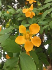 Gonopterodendron arboreum