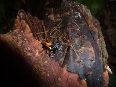Ranitomeya fantastica