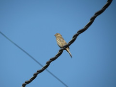 Haemorhous mexicanus