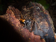 Ranitomeya fantastica