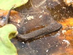 Notophthalmus meridionalis