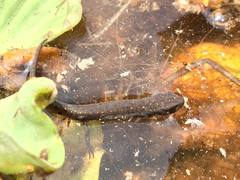 Notophthalmus meridionalis