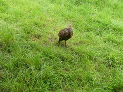 Gallirallus australis hectori