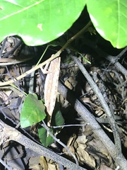 Rieppeleon kerstenii