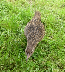 Gallirallus australis hectori