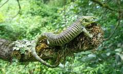 Abronia taeniata