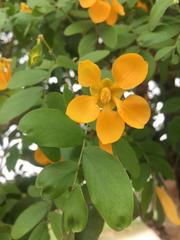 Gonopterodendron arboreum