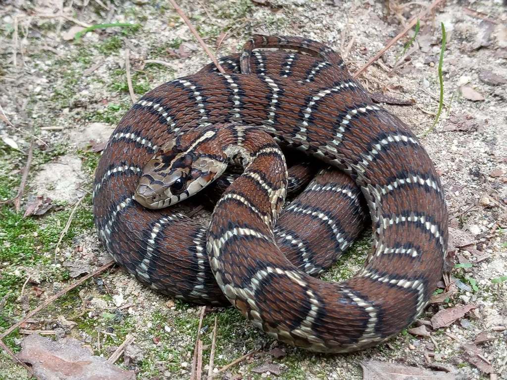 Sumichrast's Garter Snake