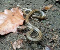 Rhadinaea quinquelineata