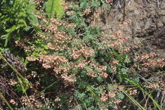 Psammotropha mucronata