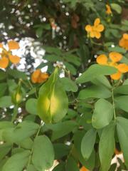 Gonopterodendron arboreum