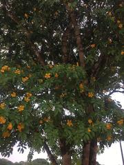 Gonopterodendron arboreum