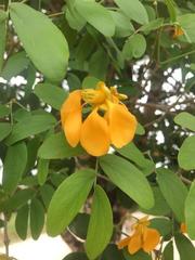 Gonopterodendron arboreum