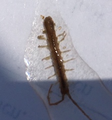 Erichsonella attenuata