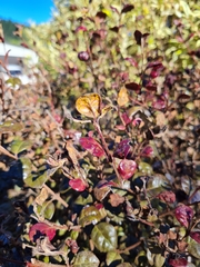 Austropuccinia psidii
