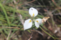 Moraea albicuspa
