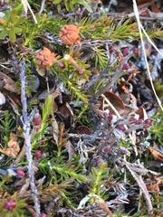 Harrimanella hypnoides