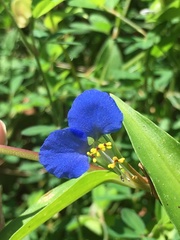 Commelina communis