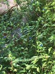 Commelina communis