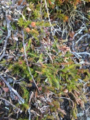 Harrimanella hypnoides