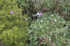 Geranium pulchrum