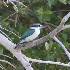 Todiramphus chloris kalbaensis