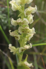 Pterygodium hastatum