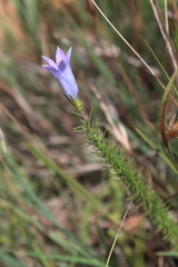 Wahlenbergia fasciculata