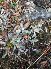 Antennaria alpina
