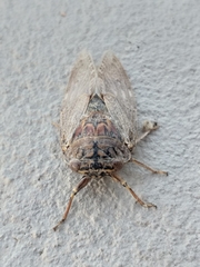 Platypleura capensis