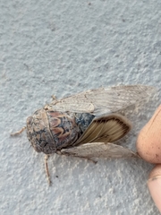 Platypleura capensis