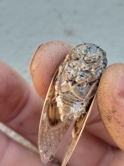 Platypleura capensis