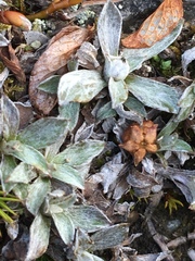 Antennaria alpina