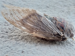 Platypleura capensis