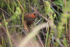 Pseudonympha magoides