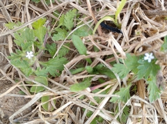 Glandularia quadrangulata