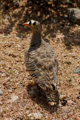 Pterocles lichtensteinii