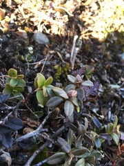 Rhododendron lapponicum