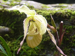 Phragmipedium