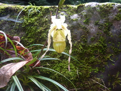 Phragmipedium