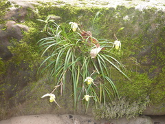 Phragmipedium